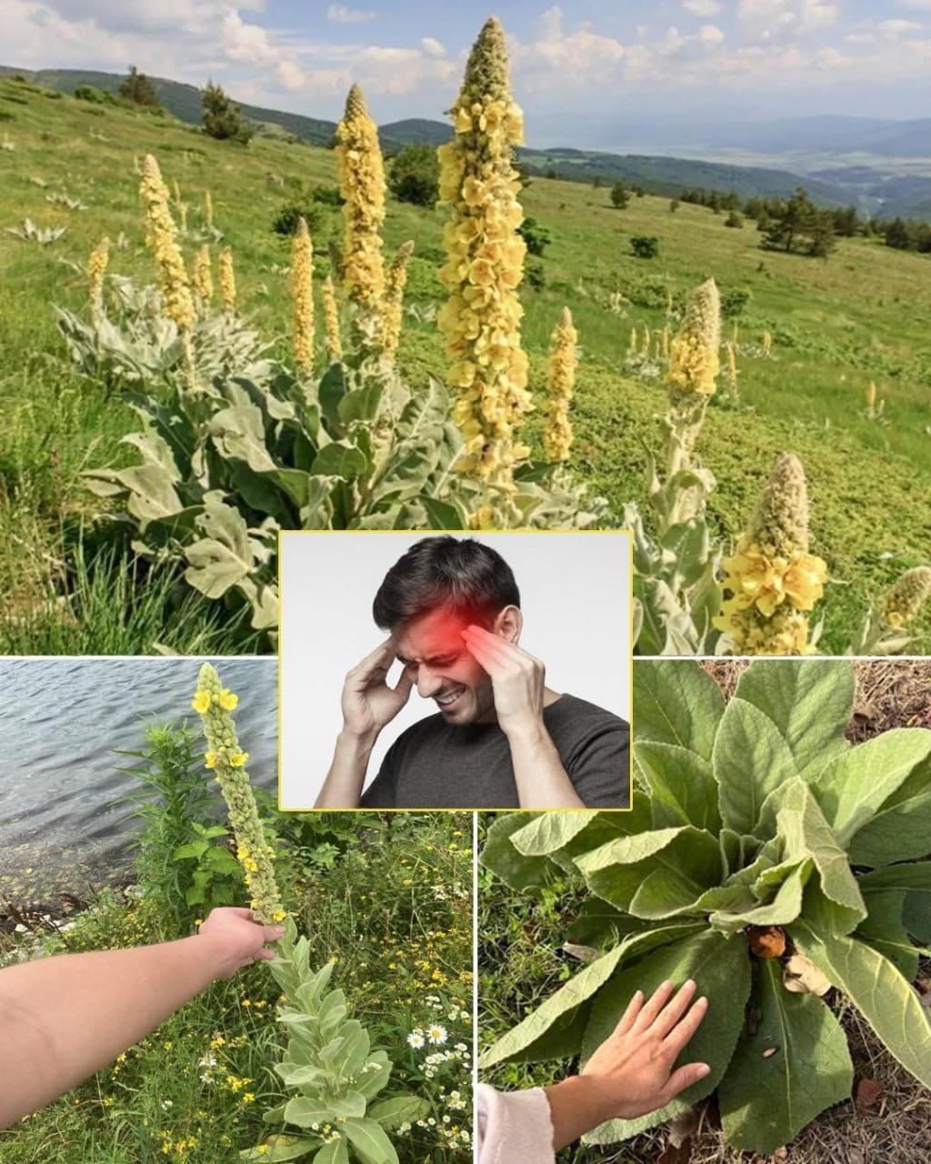 Common Mullein: Benefits and Uses of Nature’s Versatile Herb