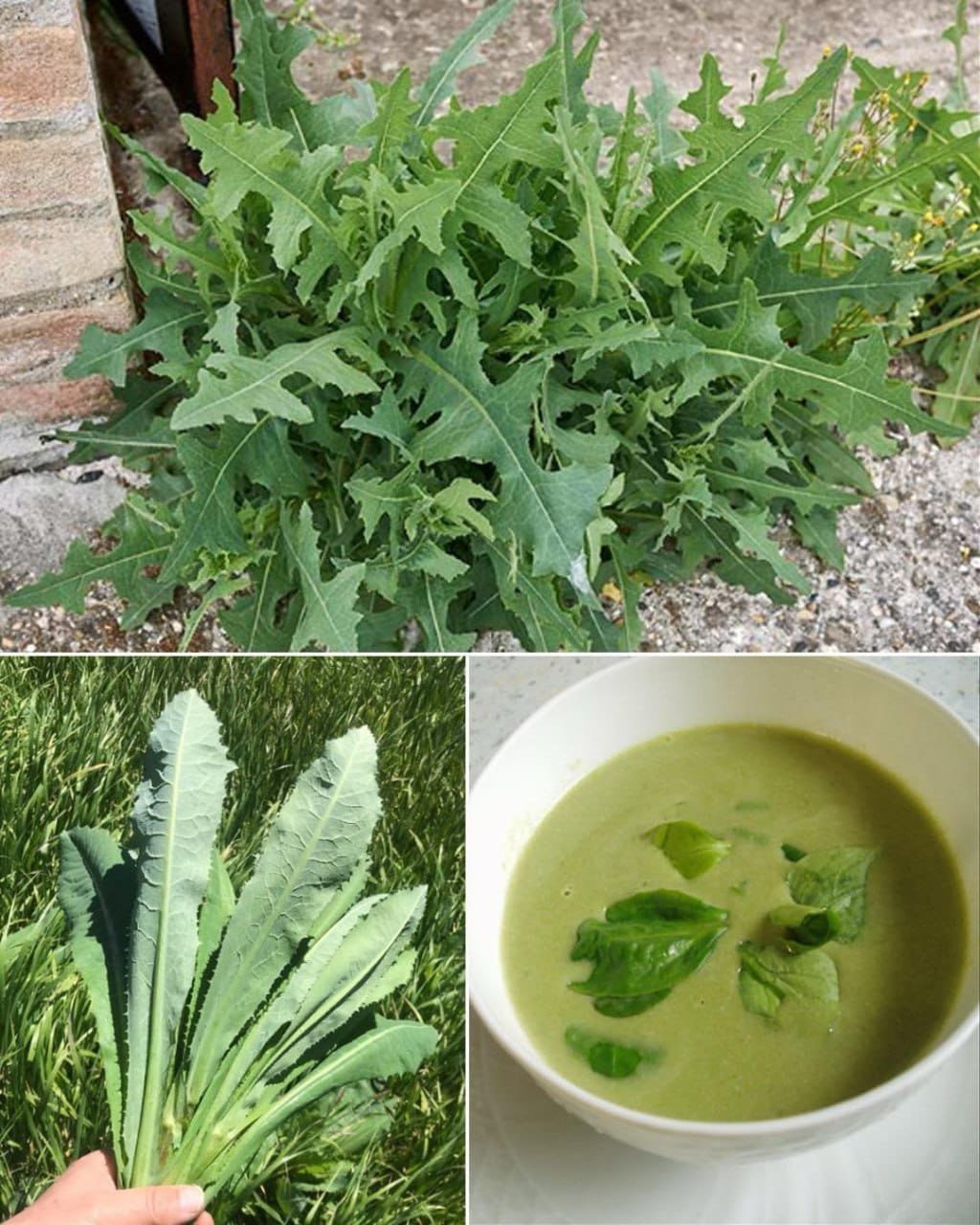 Lactuca Serriola: The Power of Prickly Lettuce That Grows Everywhere