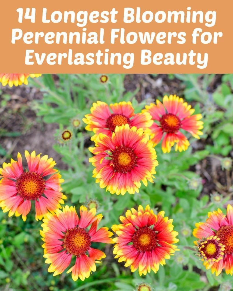 14 Longest Blooming Perennial Flowers for Everlasting Beauty