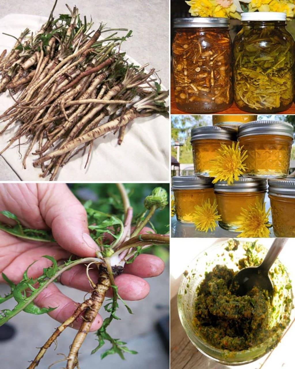 11 Benefits of Dandelion Roots