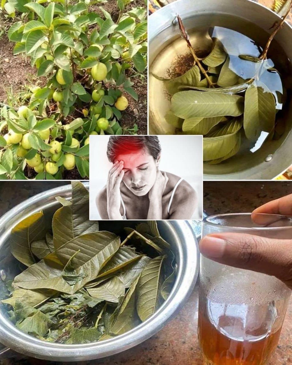 Guava Leaves: 12 Benefits and Uses