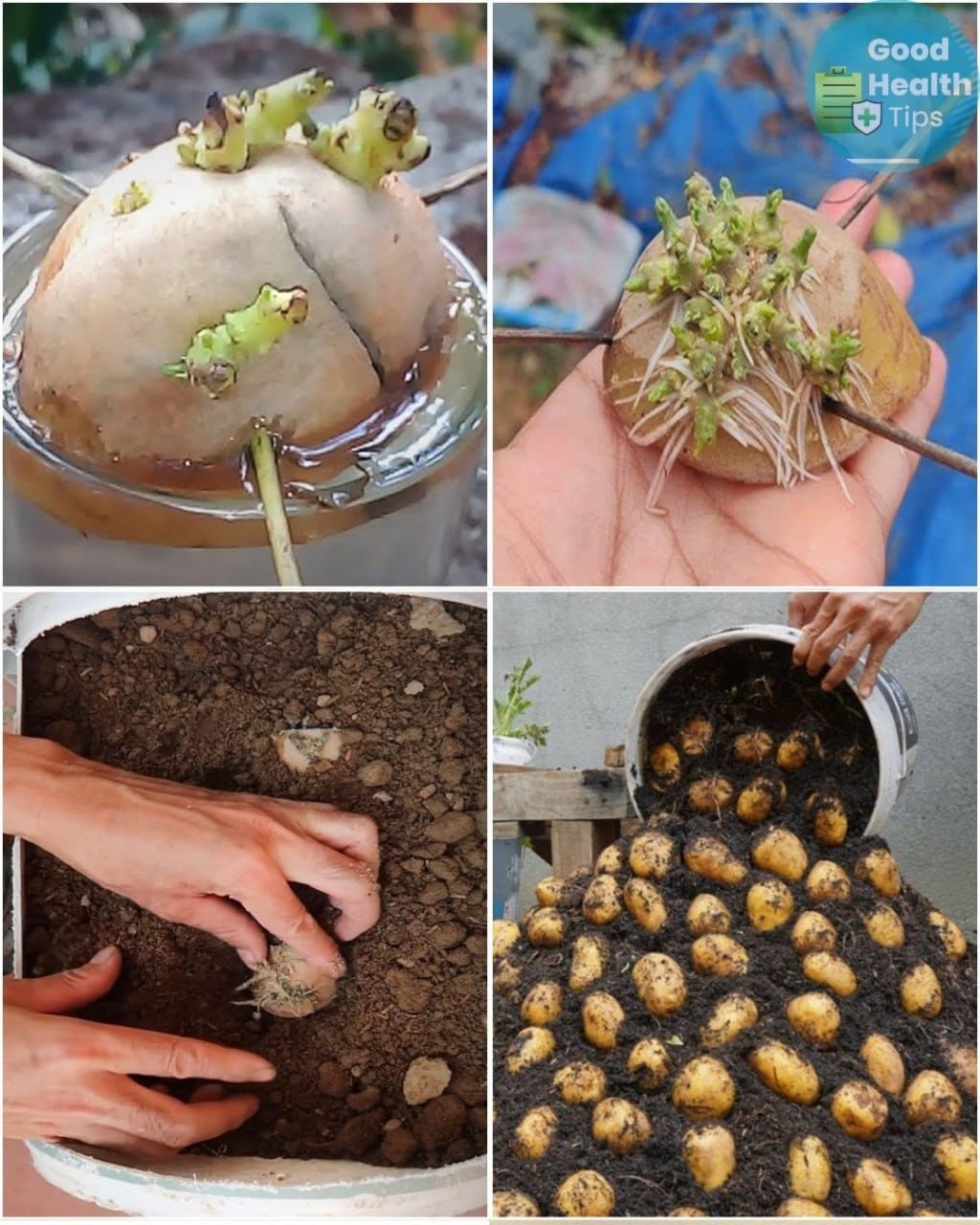 Growing Potatoes in Containers at Home: A Beginner’s Guide Using Just One Potato