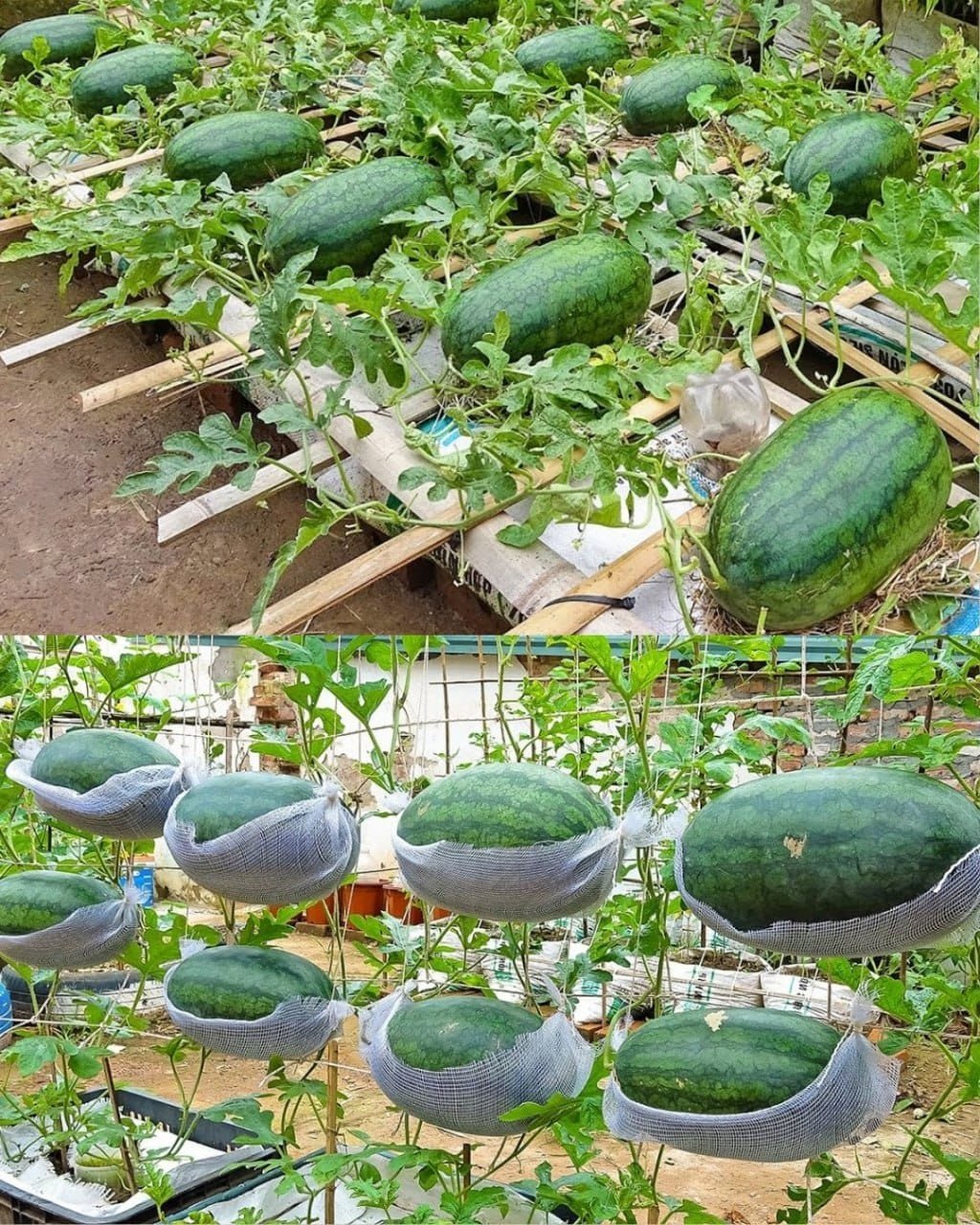 Growing Watermelon on the terrace is big, super sweet, and very simple