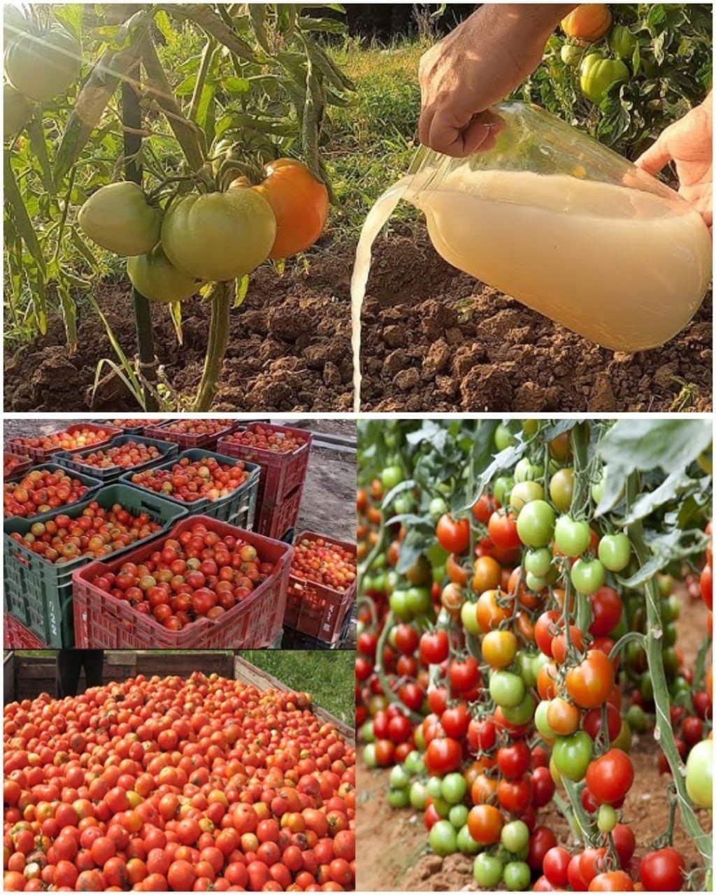 A Natural Fertilizer That Makes Tomatoes Grow 10 Times Faster