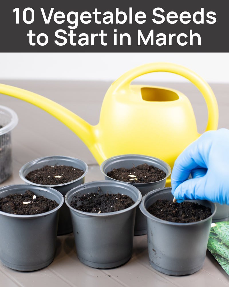 10 Vegetable Seeds to Start in March