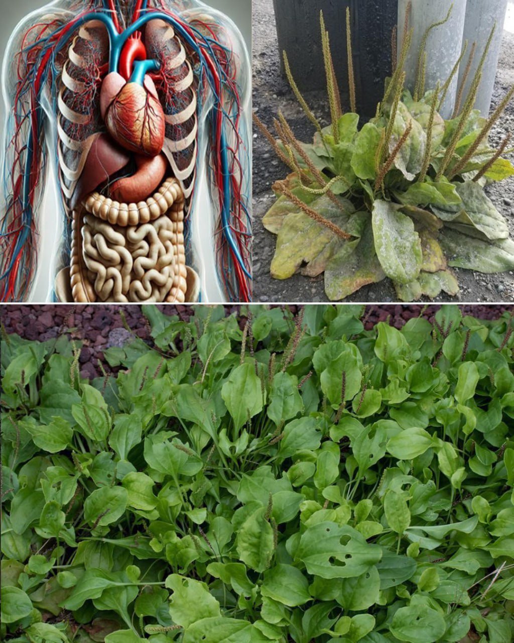 7 benefits and uses of Plantago Major
