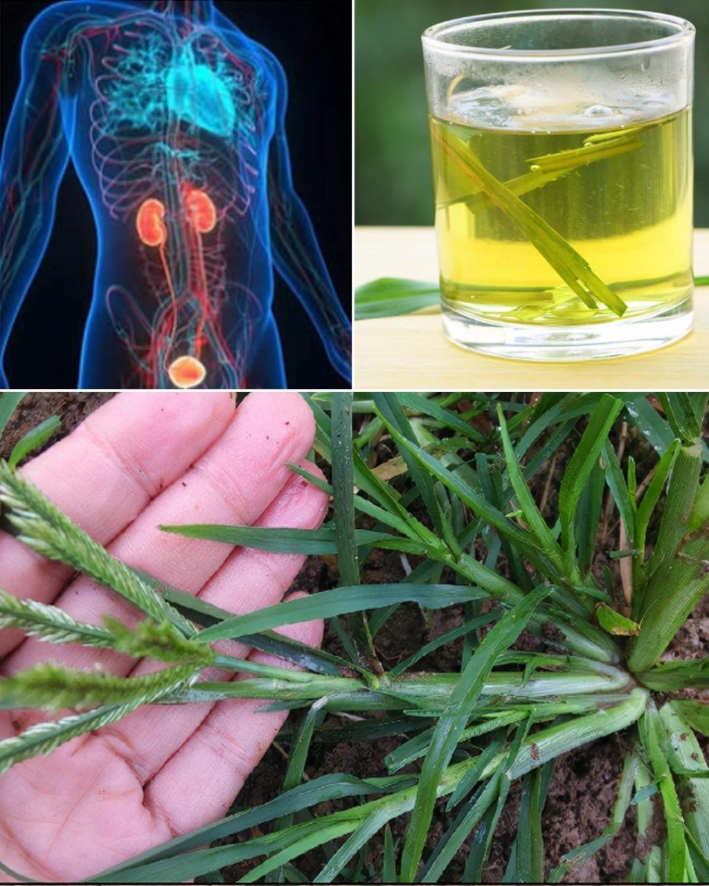 Goosegrass: Health Benefits and Uses