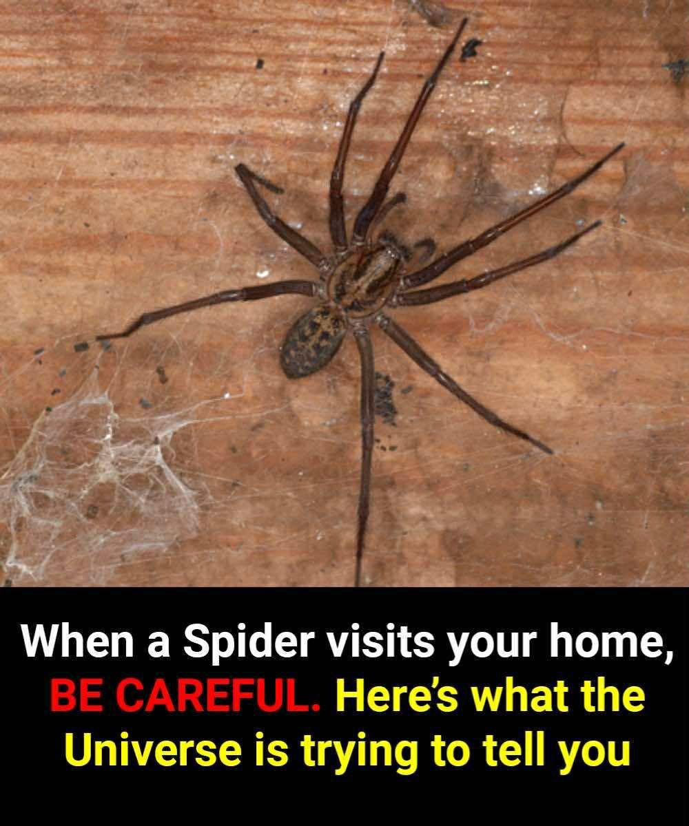 Did you know: When a Spider visits your home it’s a sign